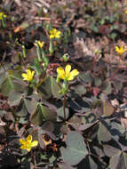 Image of creeping woodsorrel