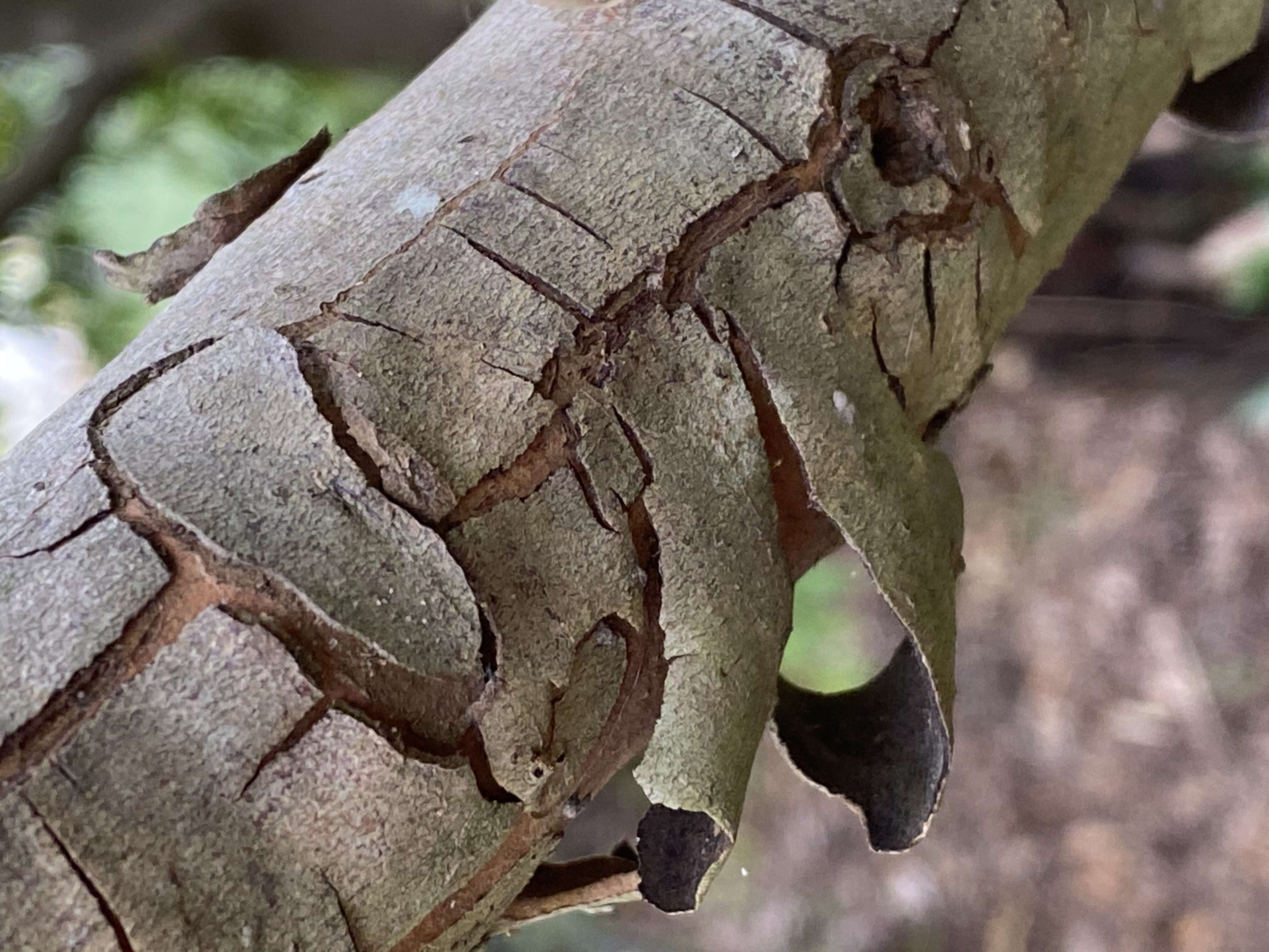 Tristaniopsis laurina (Sm.) P. G. Wilson & J. T. Waterhouse的圖片