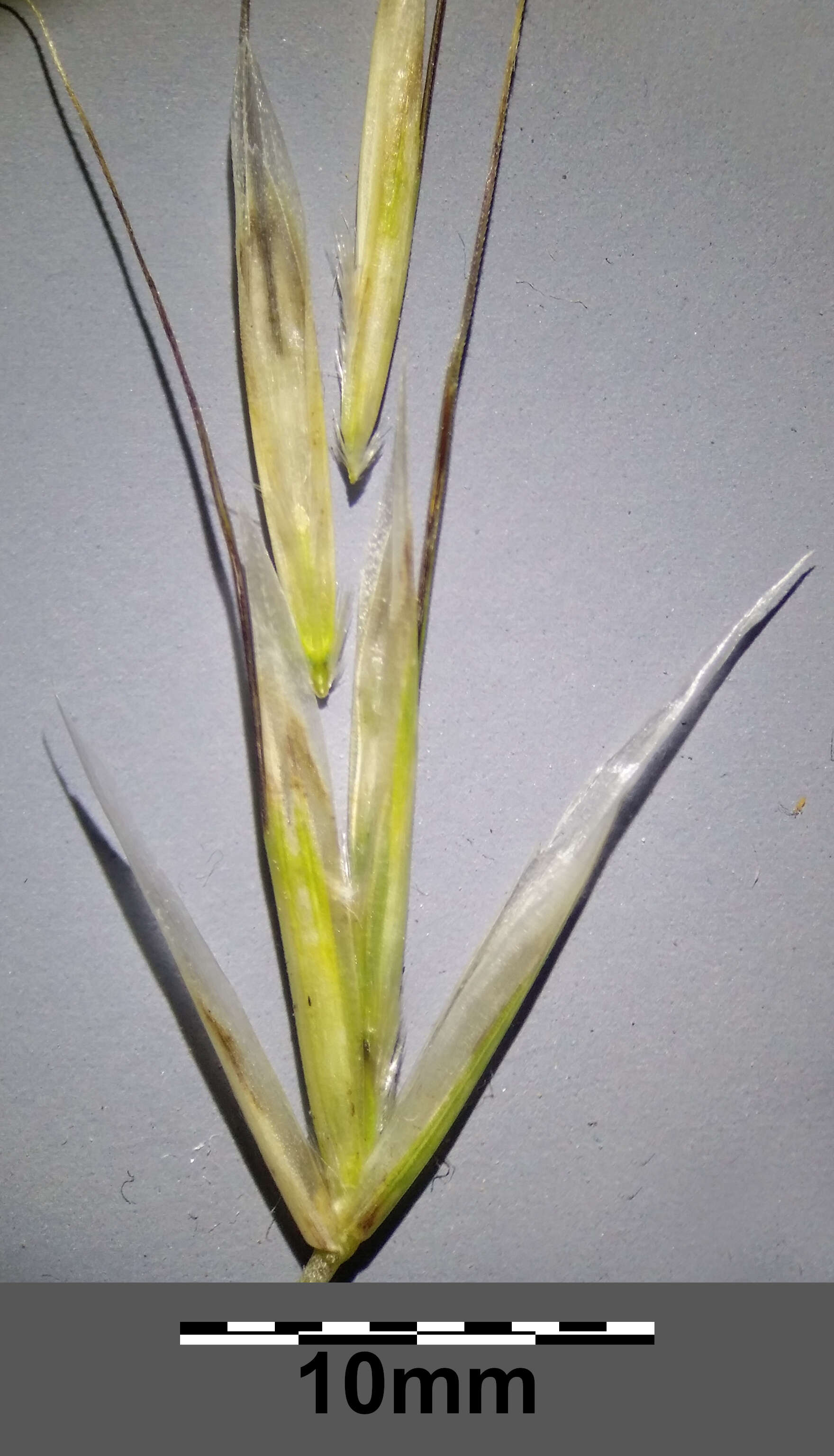 Image of Helictochloa pratensis (L.) Romero Zarco