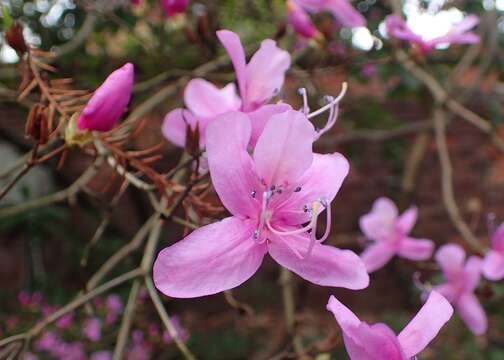 Image of Rhododendron farrerae Tate ex Sweet