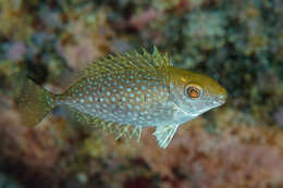 Image of Dusky rabbitfish