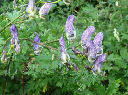 Image of Manchurian monkshood