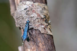 Image of Steel-blue Cricket Hunter