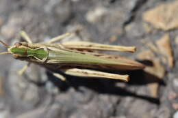 Chorthippus (Glyptobothrus) biguttulus (Linnaeus 1758) resmi