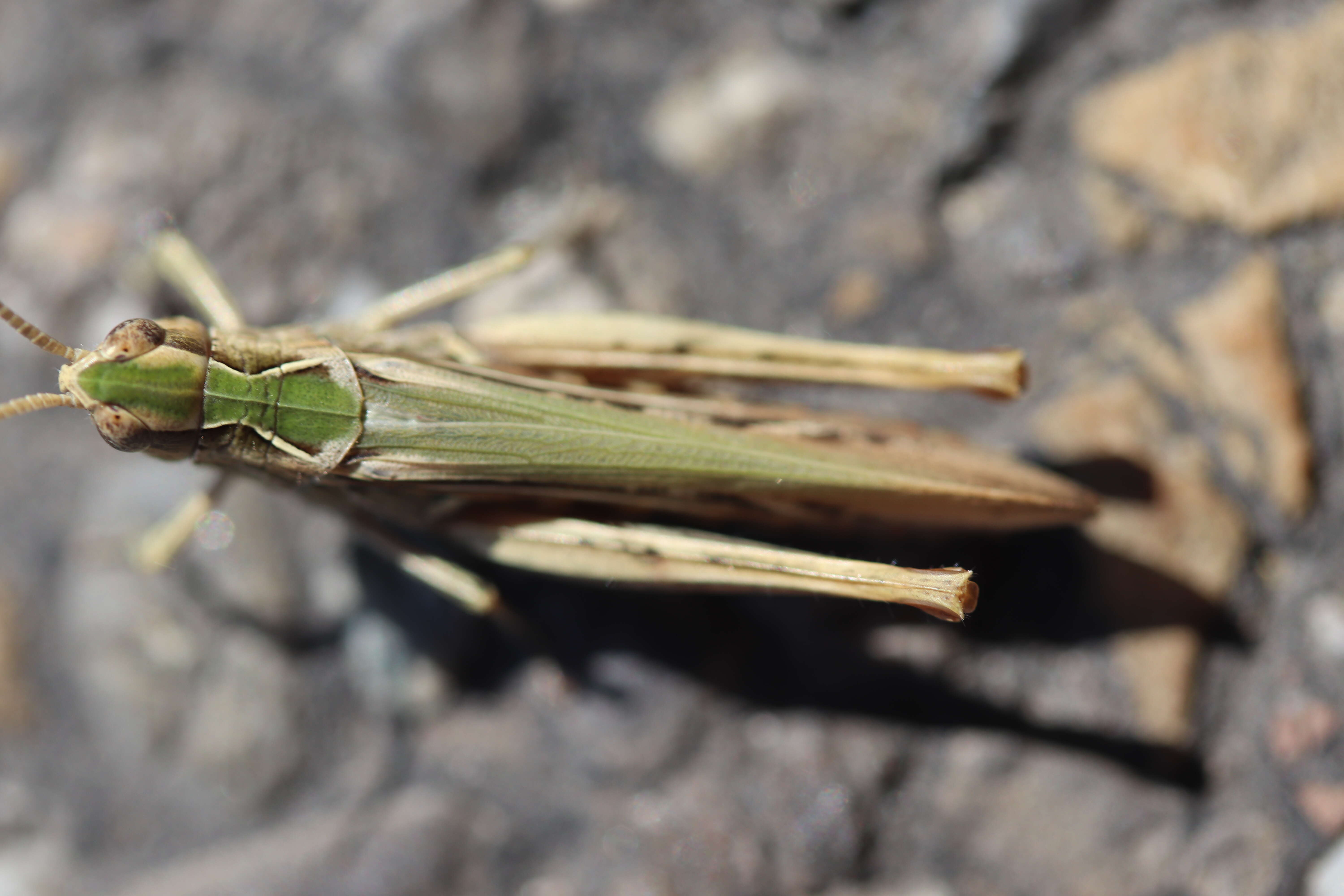 Chorthippus (Glyptobothrus) biguttulus (Linnaeus 1758) resmi