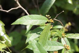 Image of Hemidesmus indicus (L.) R. Br.