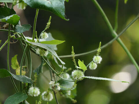 Image of Tragia involucrata L.