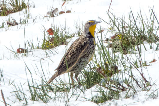 Image of Western Meadowlark