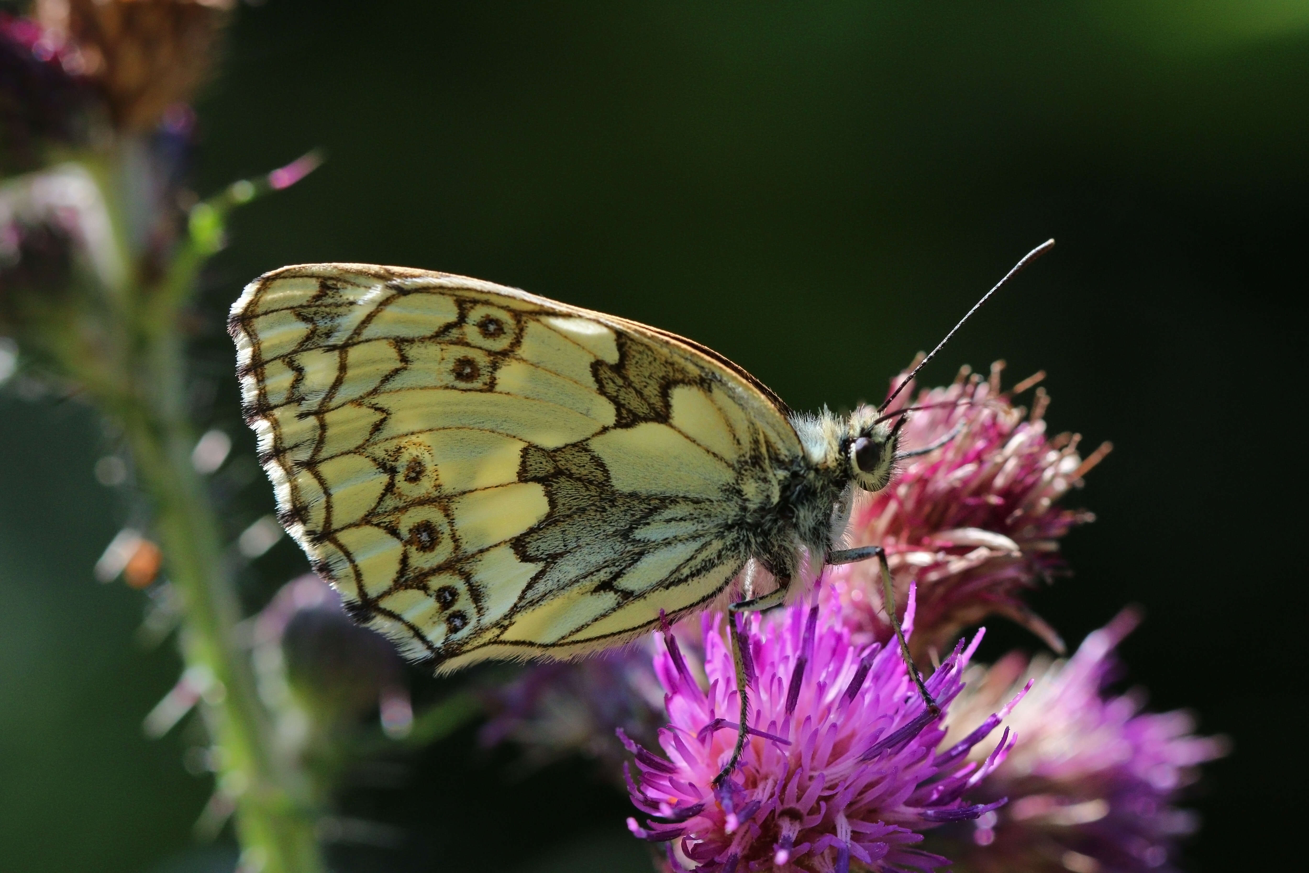 Image of marbled white