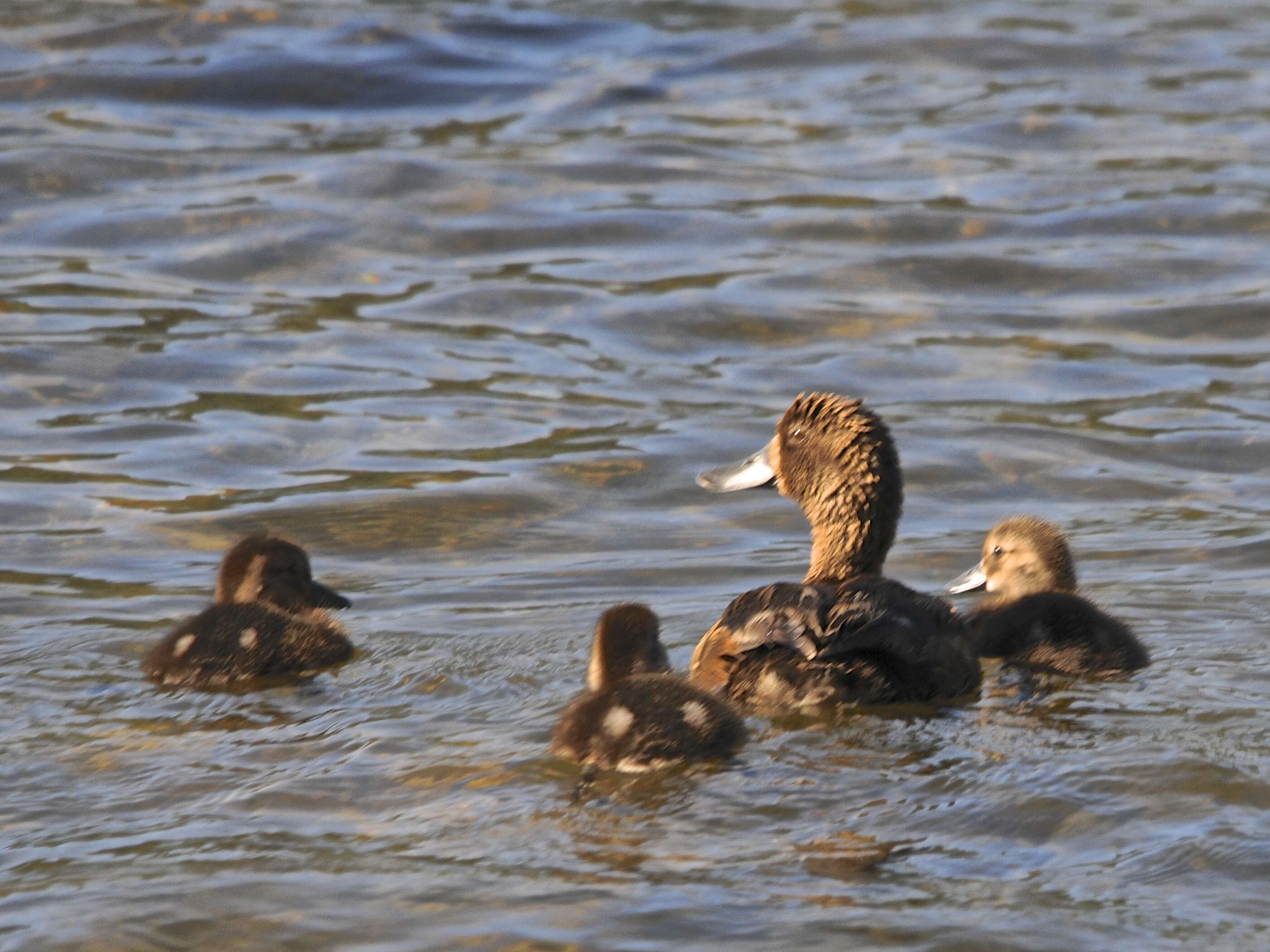 Image of New Zealand Scaup