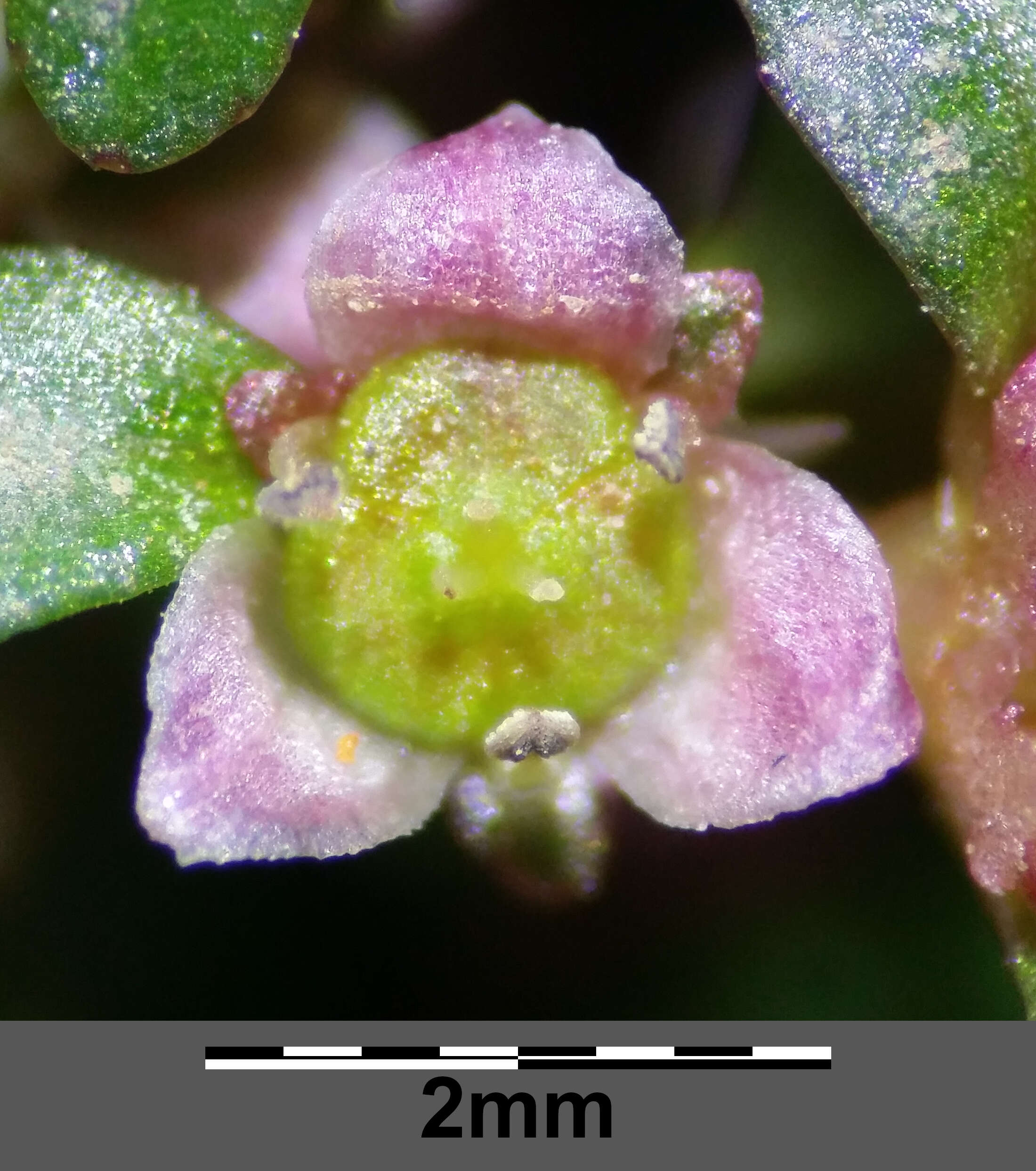 Image of Mudwort