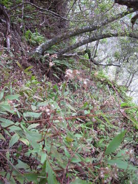 صورة Ageratina riparia (Regel) R. King & H. Rob.