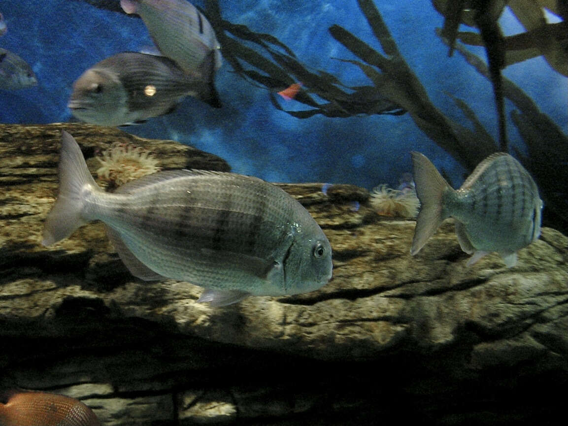 Image of Go-home-fish