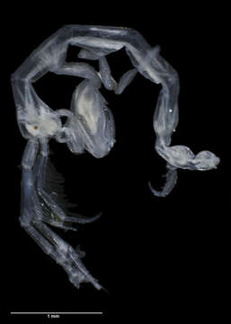 Image of Skeleton shrimp