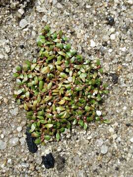 Image of Mudwort