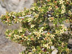 Image of desert bitterbrush