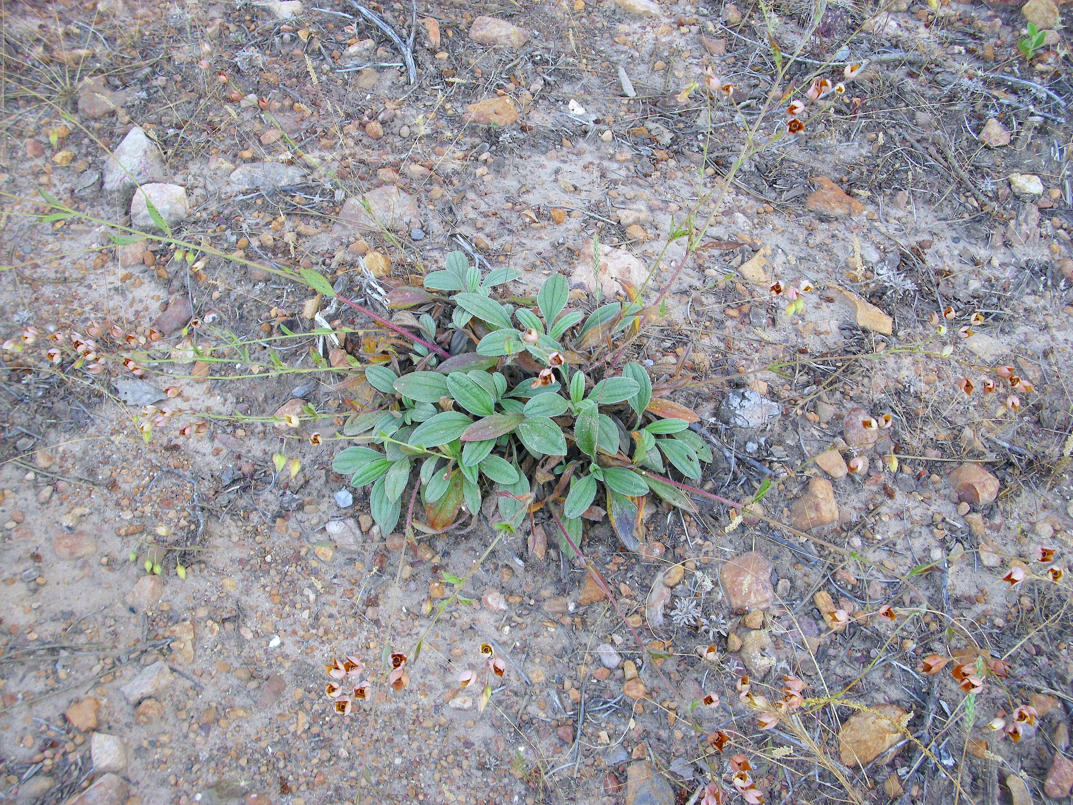 Image of Tuberaria lignosa (Sweet) Samp.