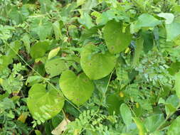 Image of Tinospora cordifolia (Willd.) Miers