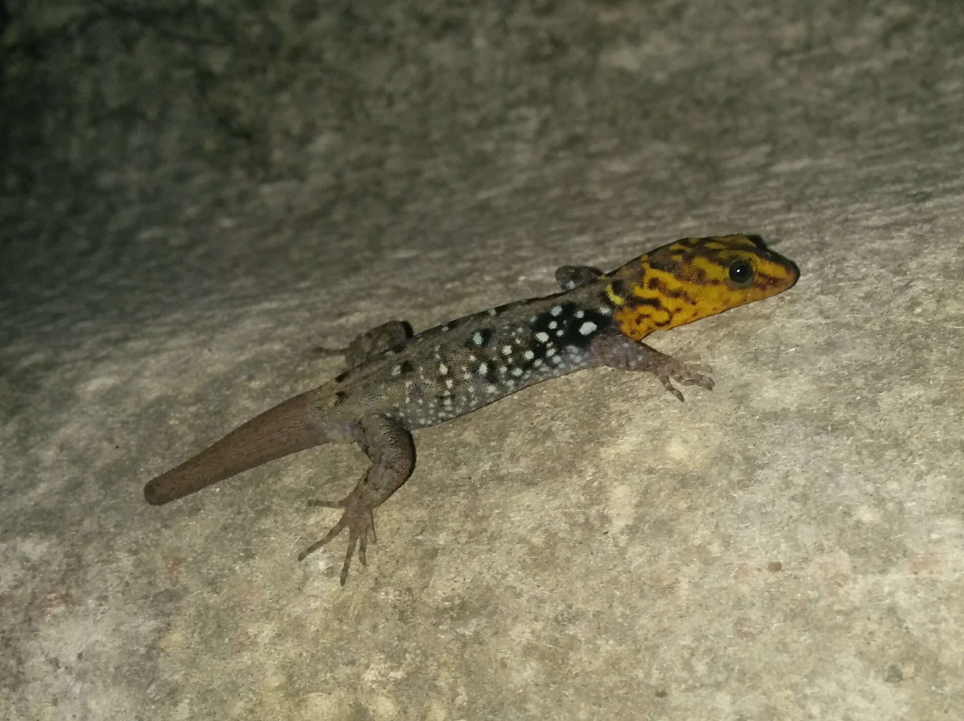 Image of Shieldhead Gecko