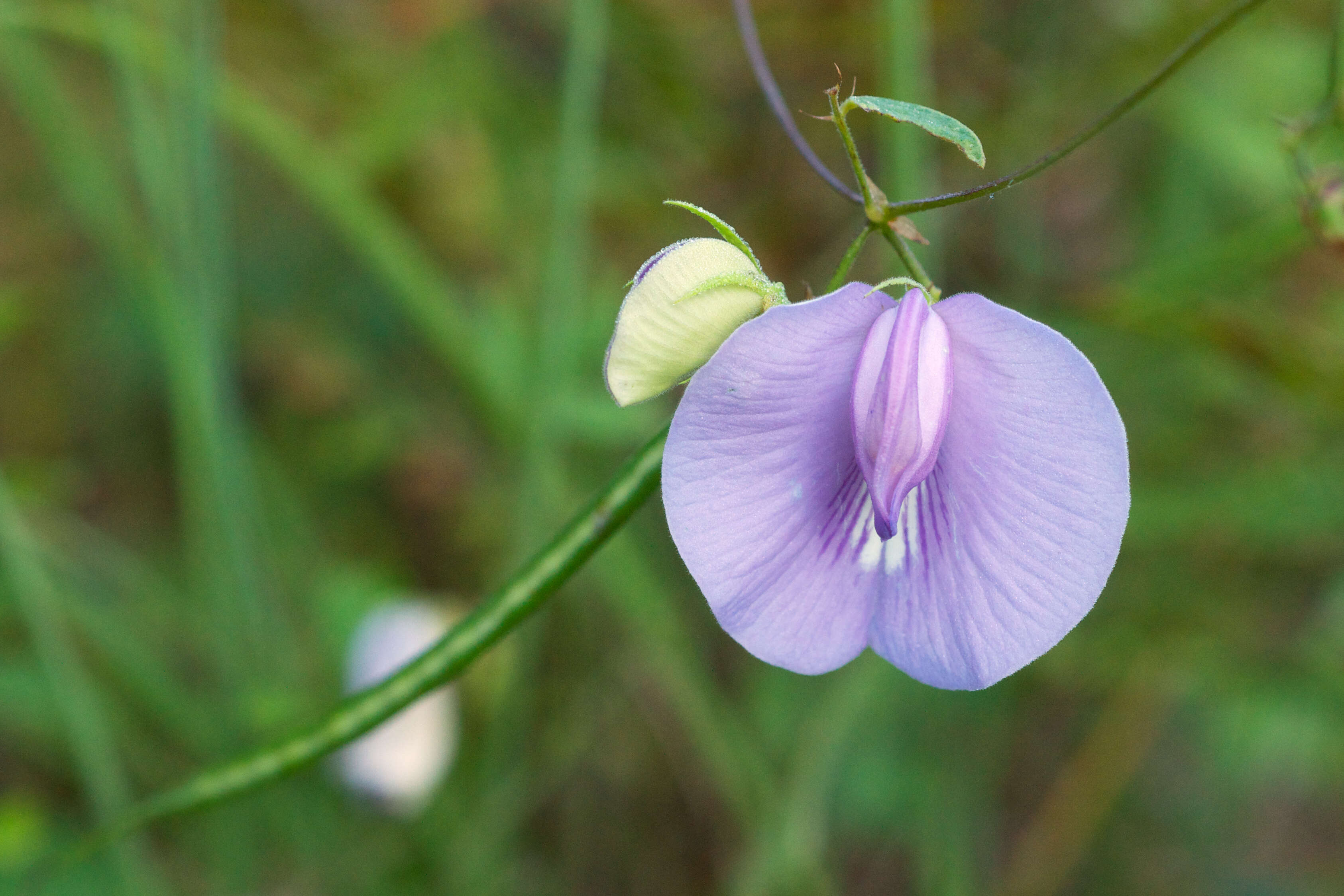 Image of spurred butterfly pea