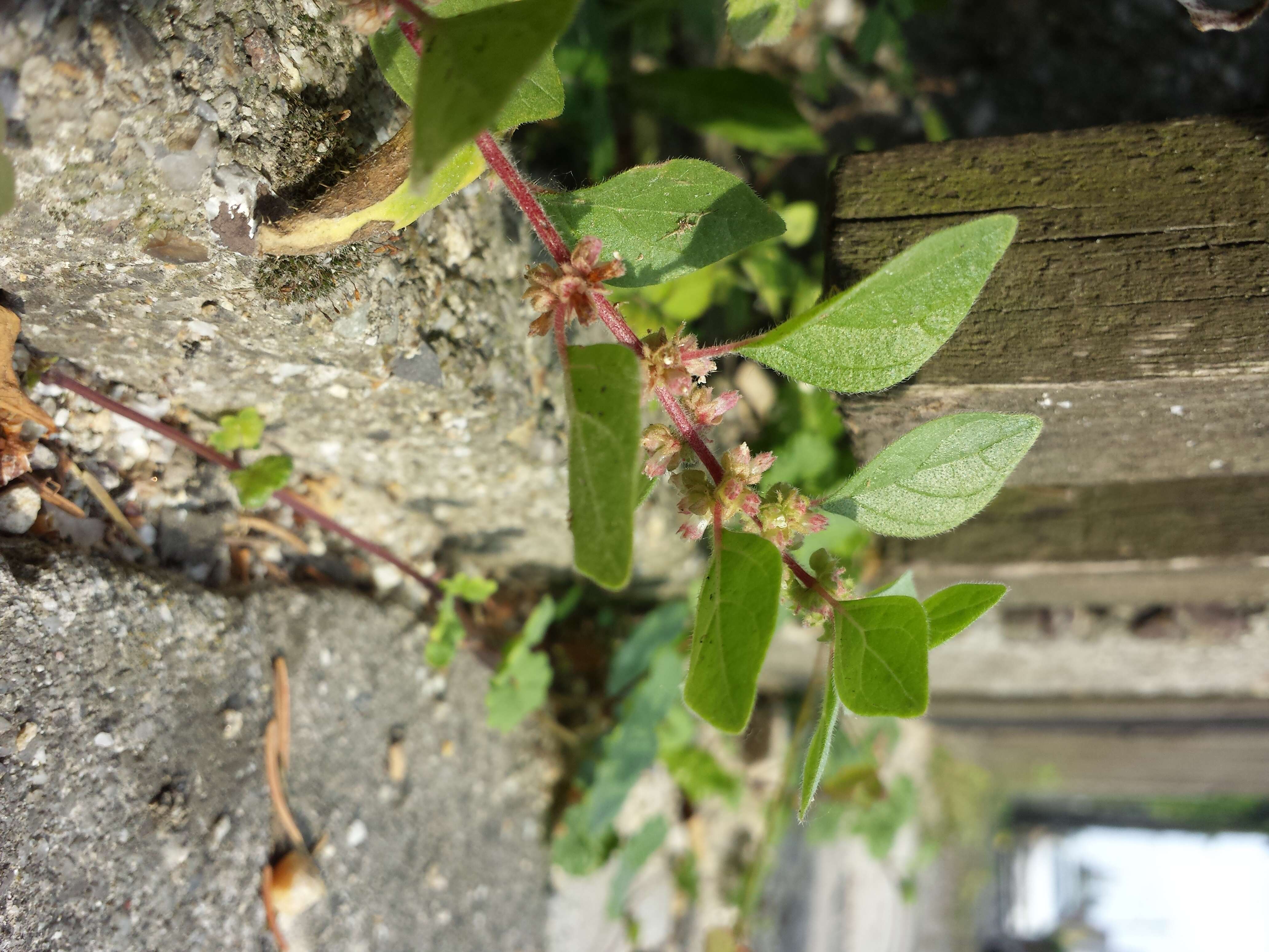 Image of pellitory-of-the-wall