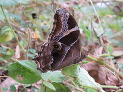 Image of Bamboo Tree Brown