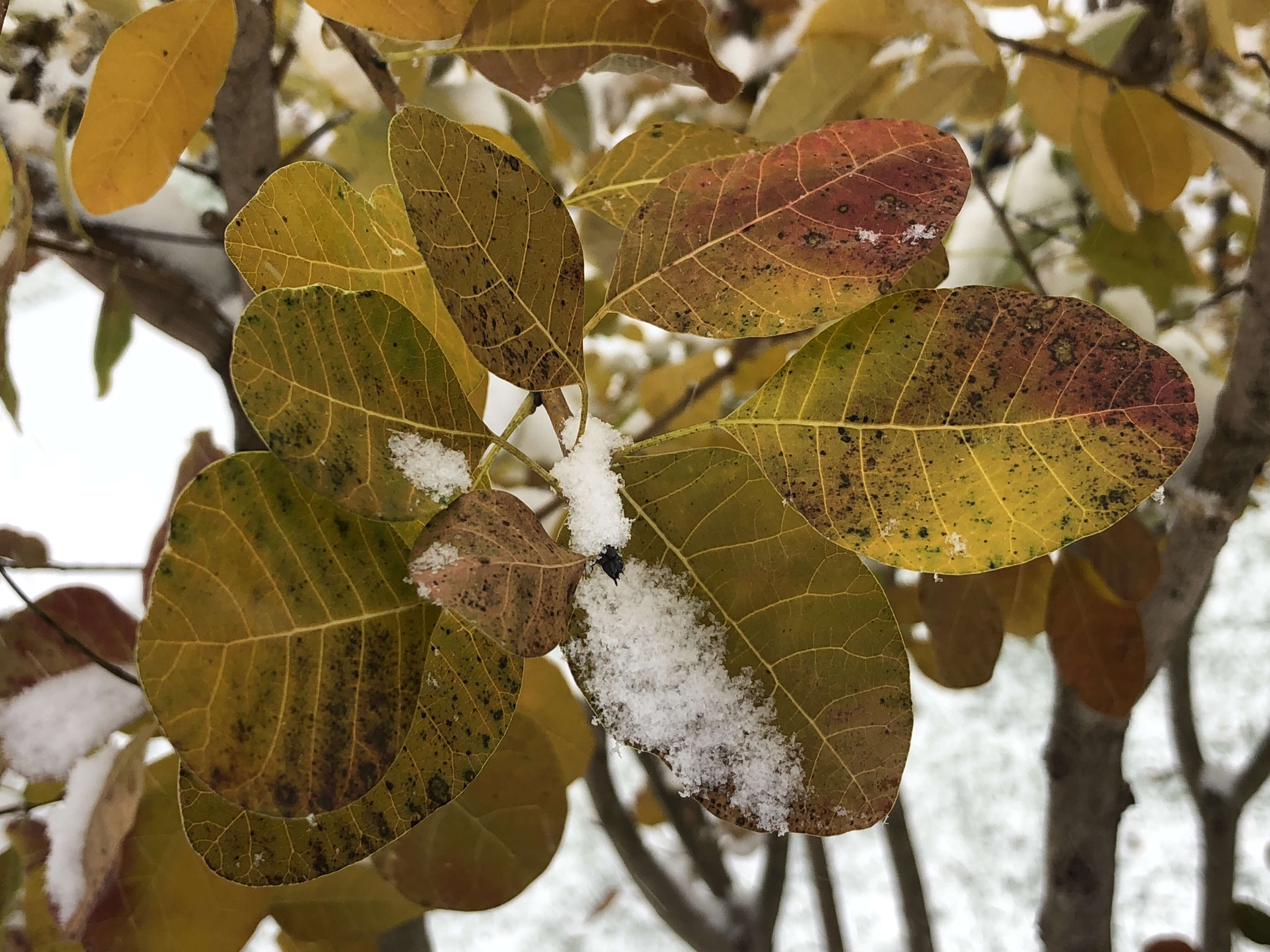 Image of American smoketree