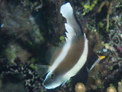 Image of Horned Bannerfish