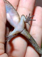 Image of Marbled Bow-fingered Gecko