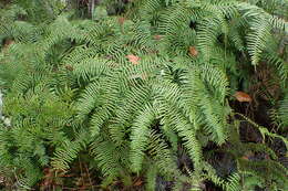 Image of Gleichenia microphylla R. Br.