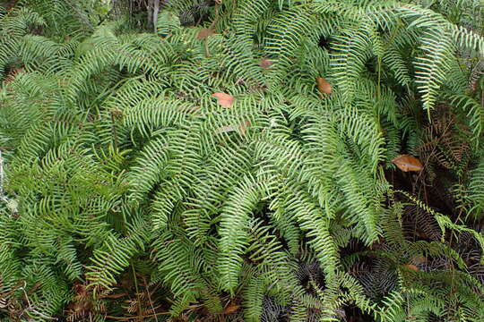 Image of Gleichenia microphylla R. Br.