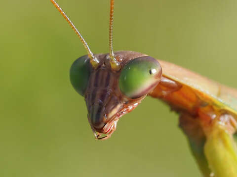 Image of Chinese mantis