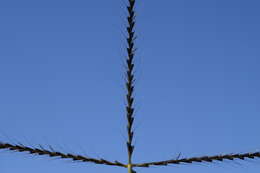 Image of Australian fingergrass