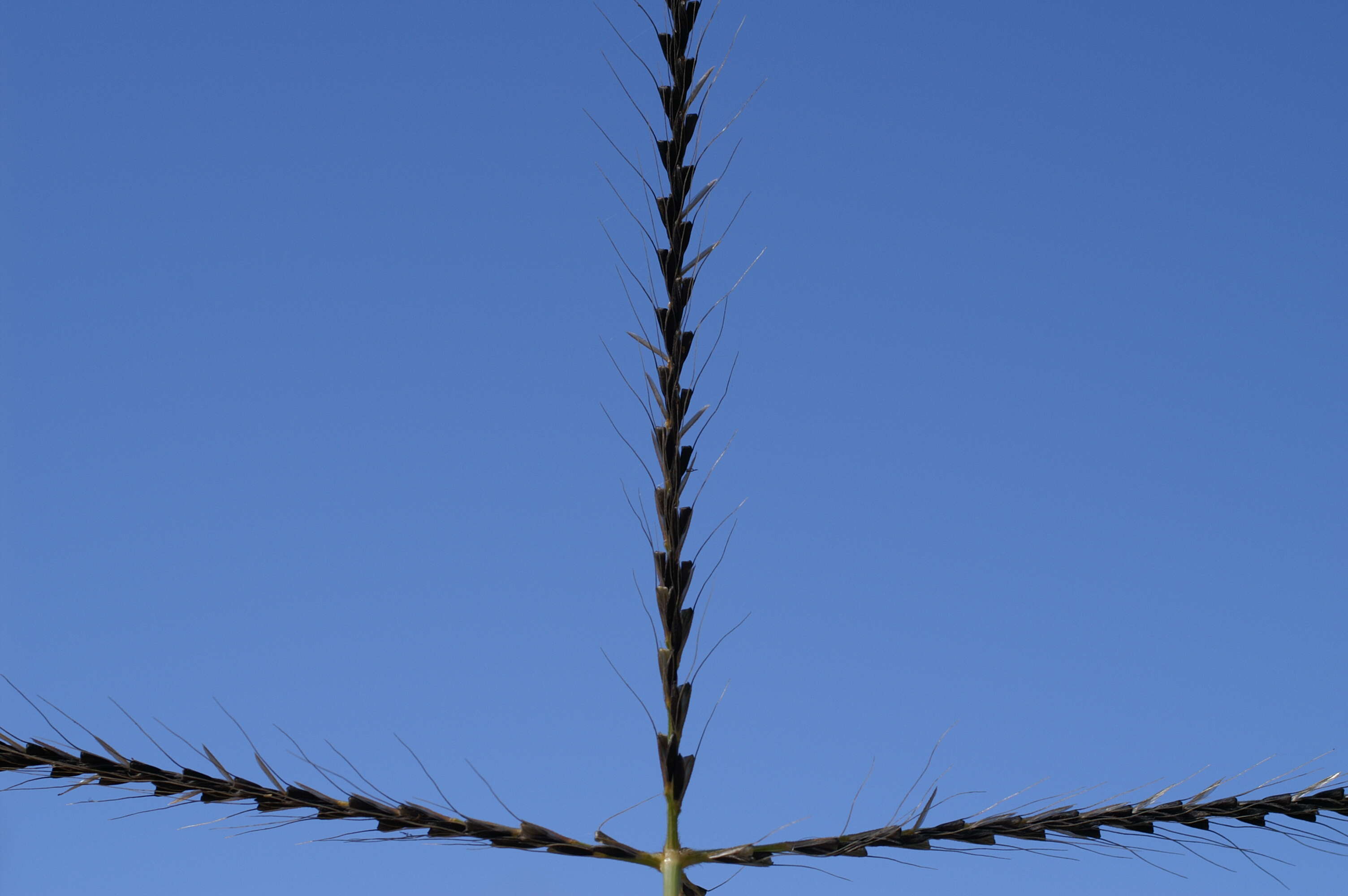 Image of Australian fingergrass