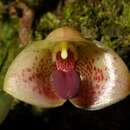 Image of Bulbophyllum bonaccordense (C. S. Kumar) J. J. Verm., Schuit. & de Vogel