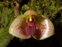Image of Bulbophyllum bonaccordense (C. S. Kumar) J. J. Verm., Schuit. & de Vogel