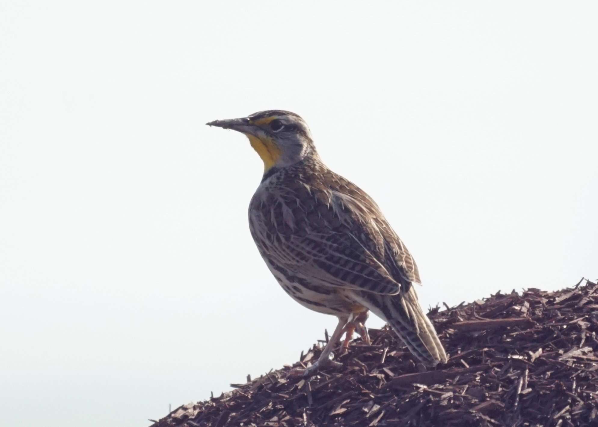 Image of Western Meadowlark