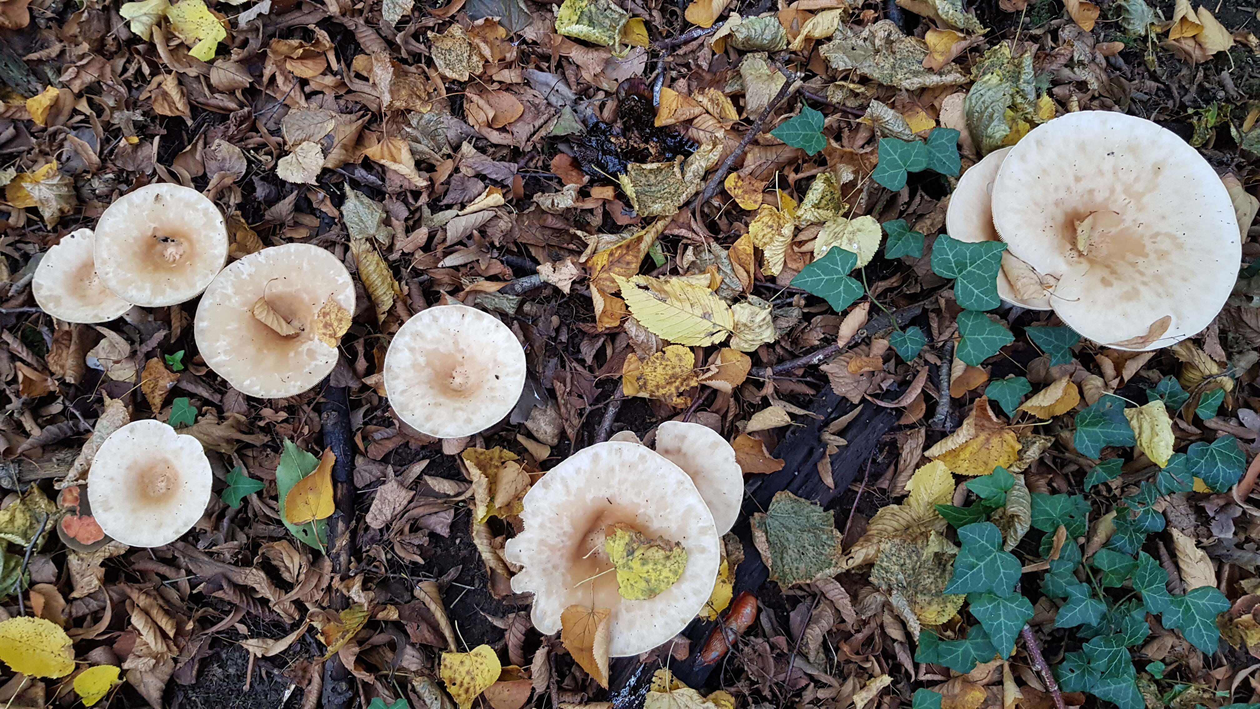 Image de Clitocybe géotrope