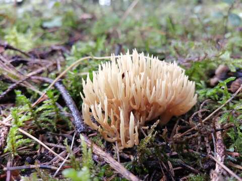 Слика од Ramaria pallida (Schaeff.) Ricken 1920