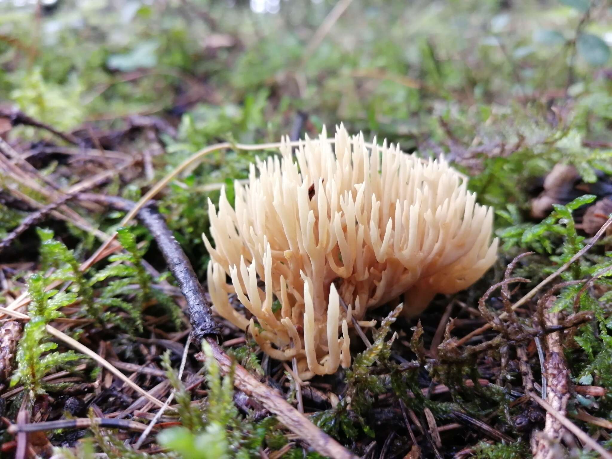 Image de Clavaire pâle