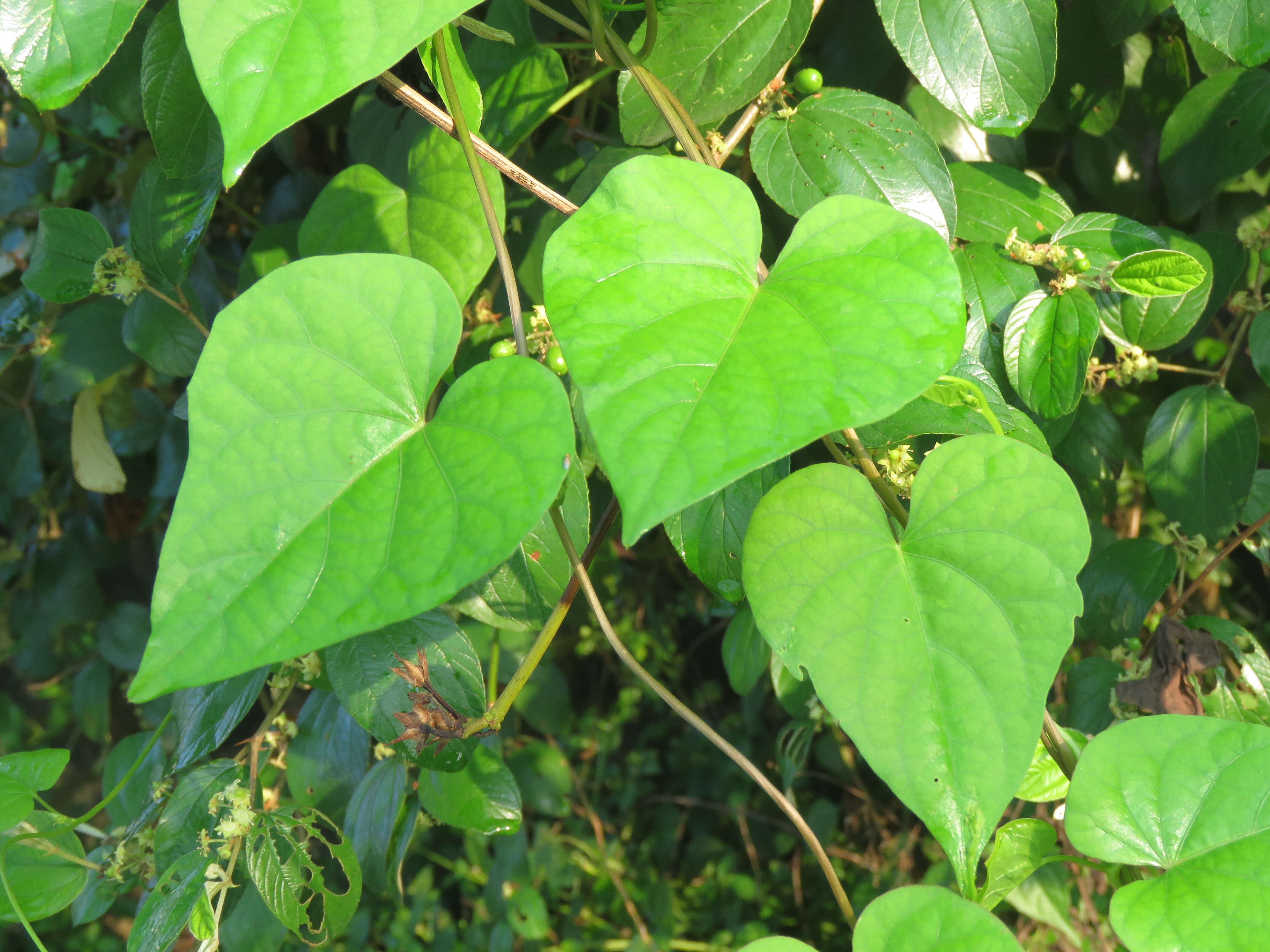 Plancia ëd Ipomoea triloba L.