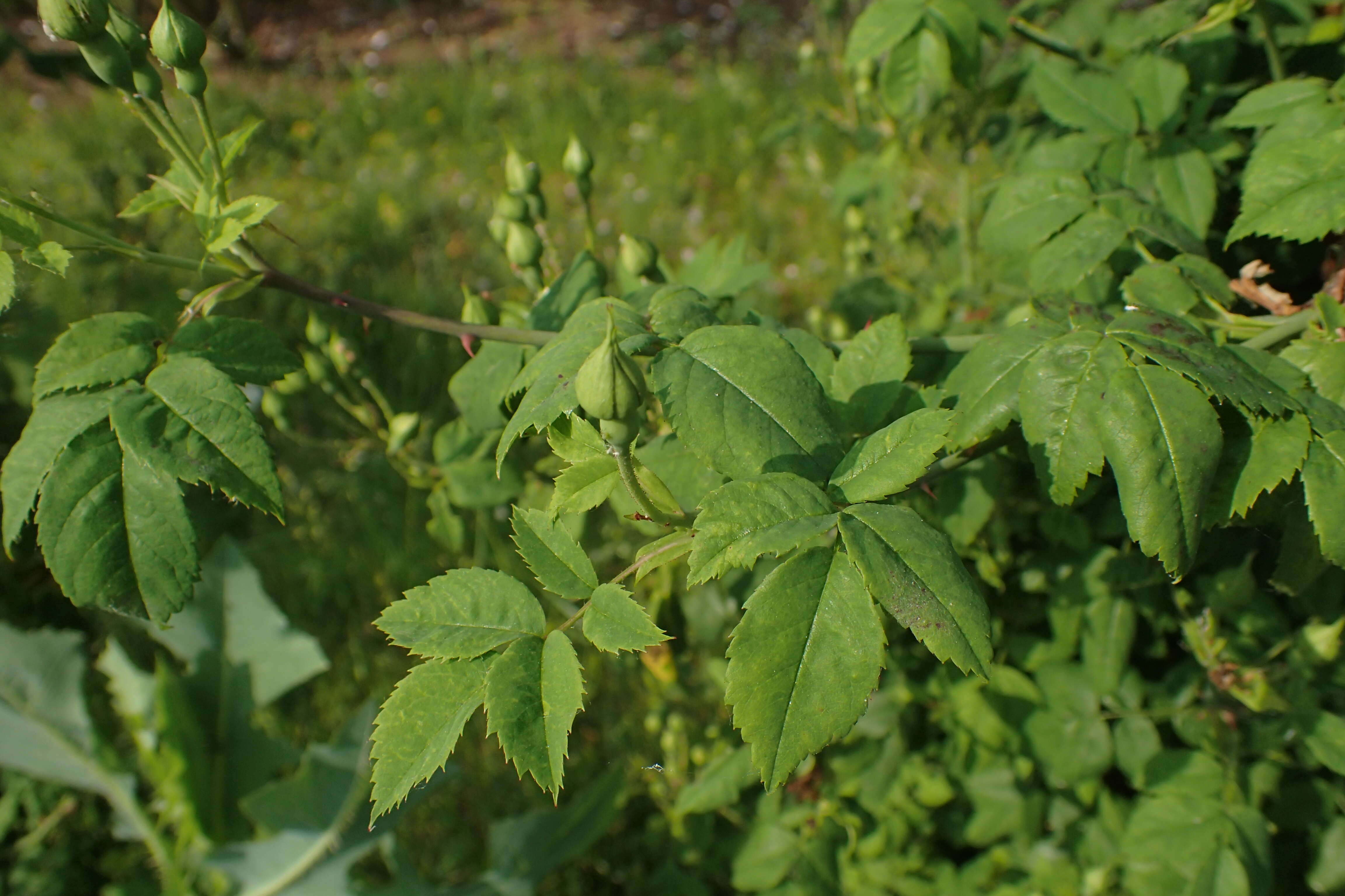 Image of Field-rose