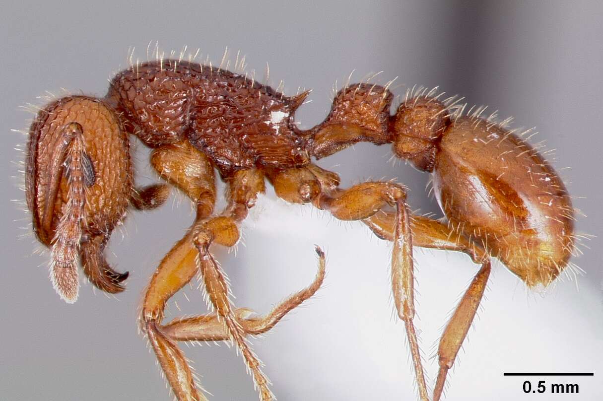 Image of Tetramorium hispidum (Wheeler 1915)