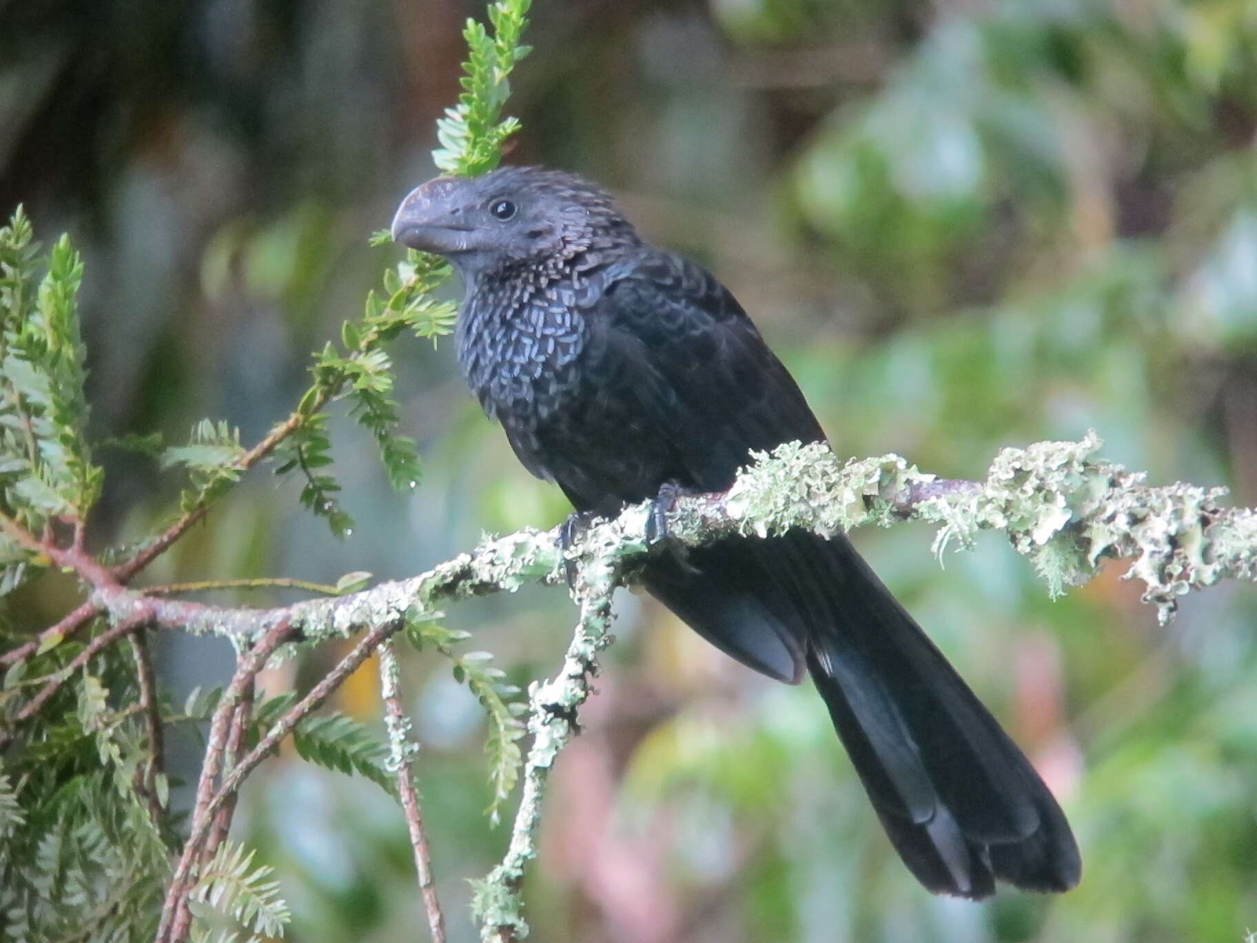 Imagem de Crotophaga Linnaeus 1758