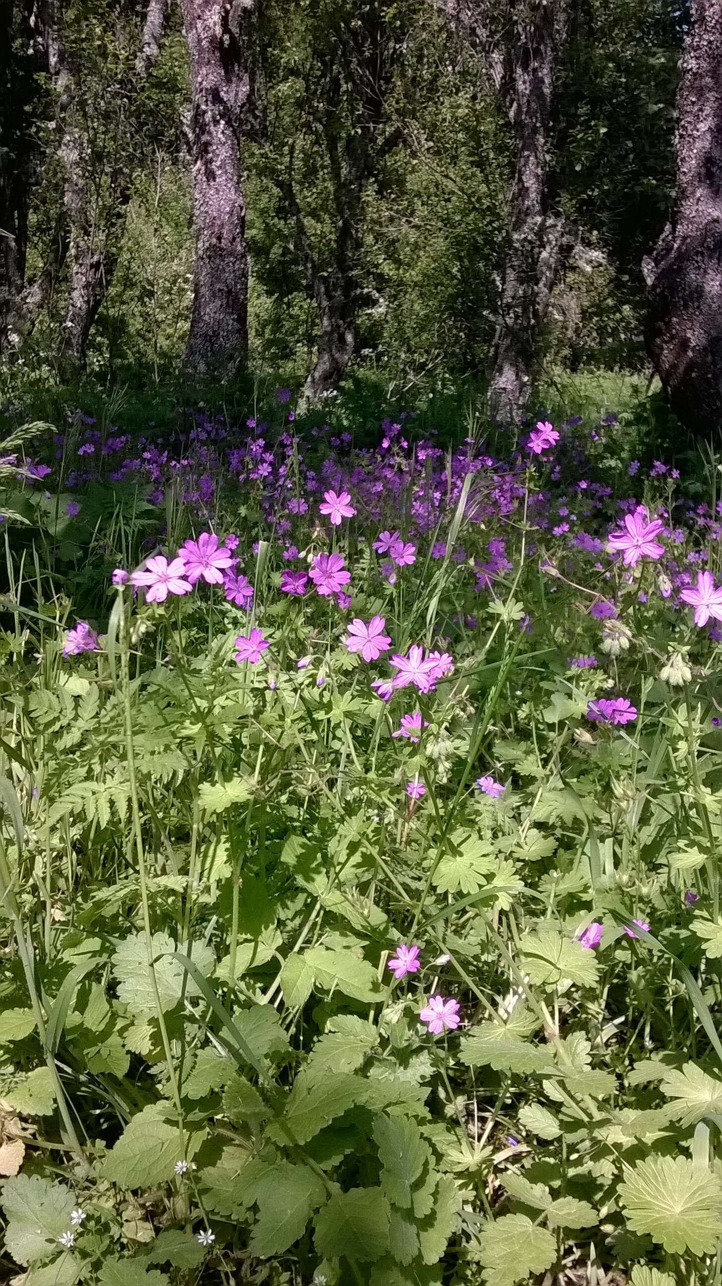 Image of hedgerow geranium