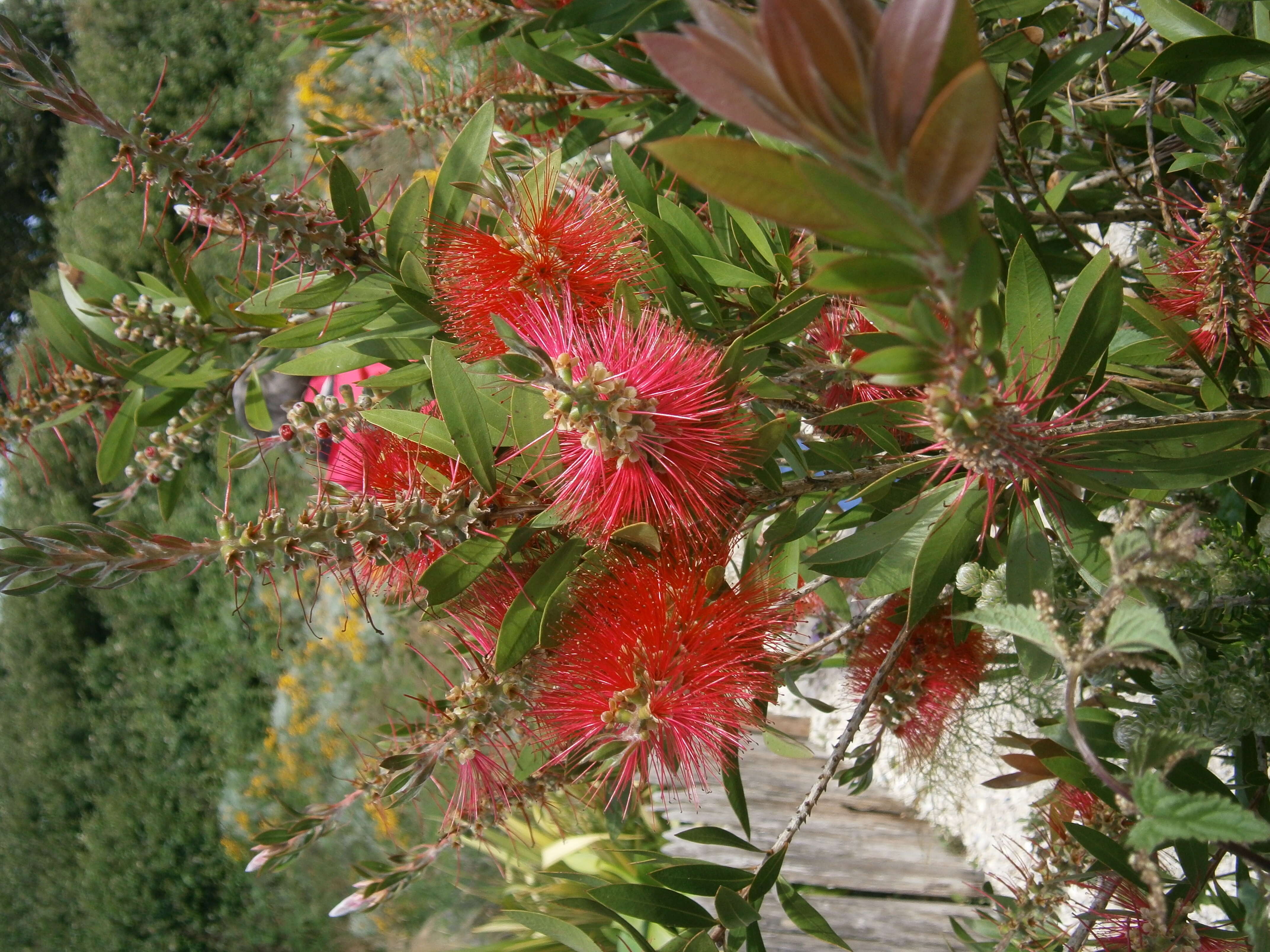 صورة Callistemon citrinus (Curtis) Skeels