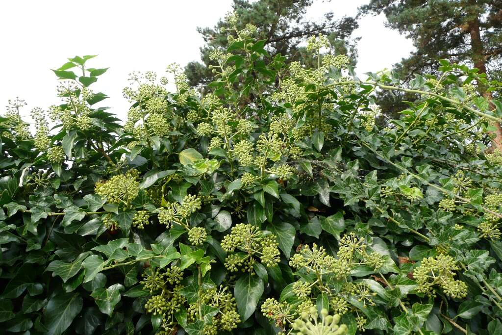 Image of English ivy