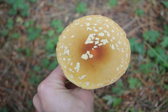 Image of Royal Fly Agaric