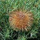 Image of Banksia incana A. S. George