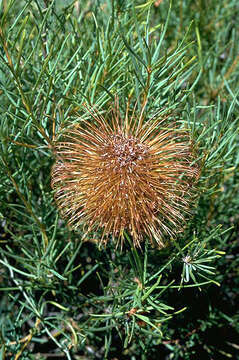 Image of Banksia incana A. S. George